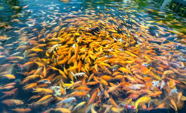 istock Colorful koi carp or fancy carp fish group in pond 1137268754