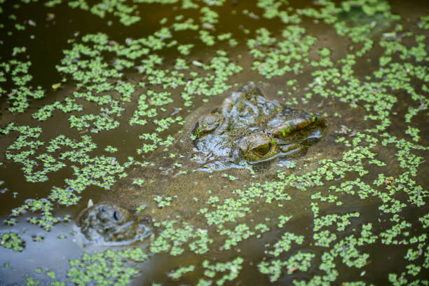 croccodile - crocodile alligator australia animal teeth imagens e fotografias de stock