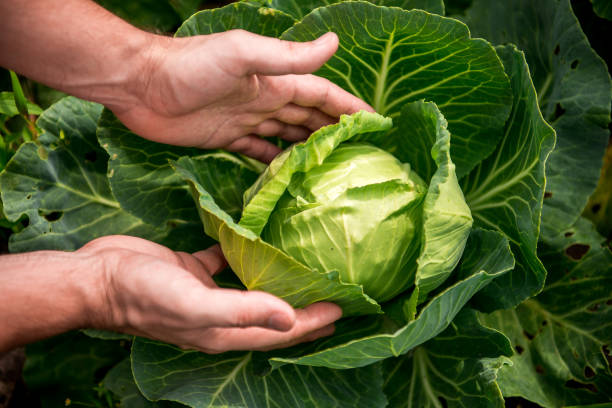 istock in the hands of white cabbage 1137269149