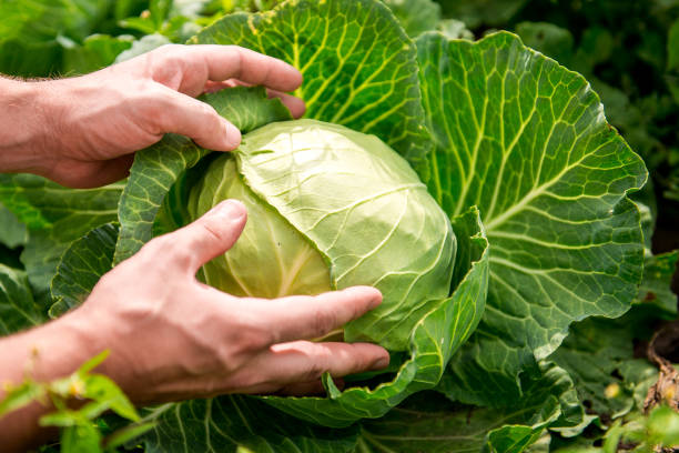 istock in the hands of white cabbage 1137269173