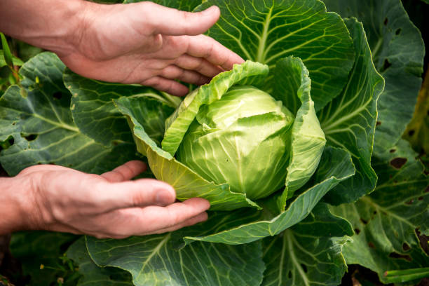 istock in the hands of white cabbage 1137269689