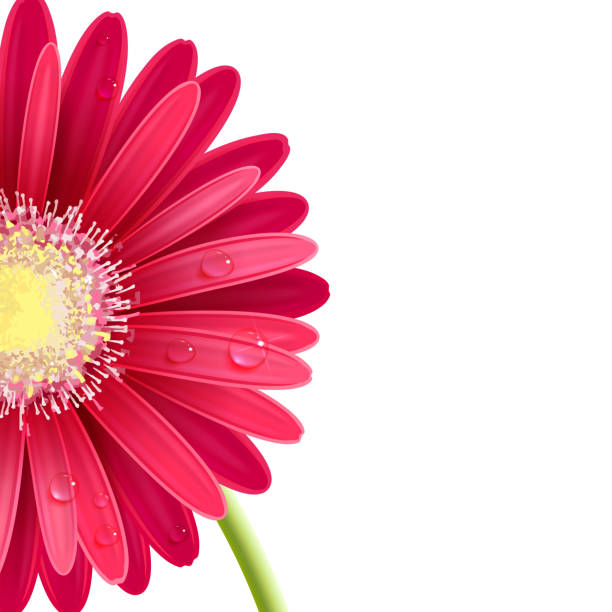 ilustrações, clipart, desenhos animados e ícones de flor vermelha do gerbera - gerbera daisy stem flower head pink