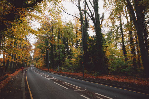 istock Road Amidst Trees At Forest During Autumn 1137271394