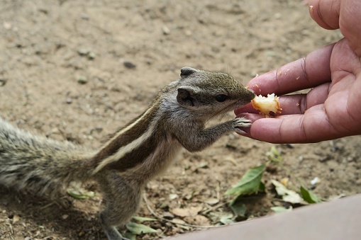 Photo showing a tame Indian palm squirrel or three-striped palm squirrel (Funambulus palmarum), eating cake crumbs from someone's hand.