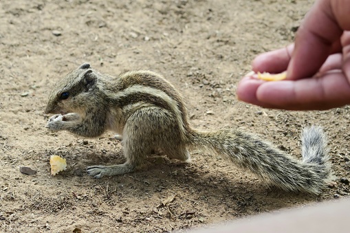 Photo showing a tame Indian palm squirrel or three-striped palm squirrel (Funambulus palmarum), being fed cake crumbs by someone's hand.