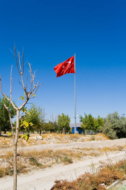 istock A small tree and a large Turkish flag in the background. 1137276082