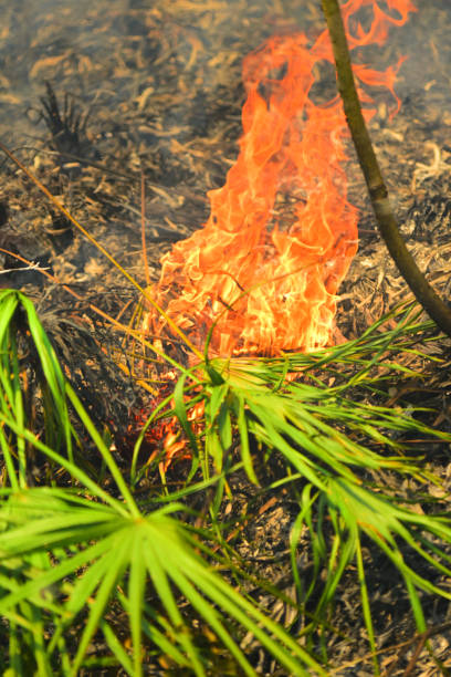 flammes tourbillonnant brûlant la scie palmetto dans la zone déjà brûlée - enviornment controlled fire palmetto saw palmetto photos et images de collection