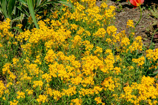 istock Elegant Zinnia flower with full blooming 1137277311