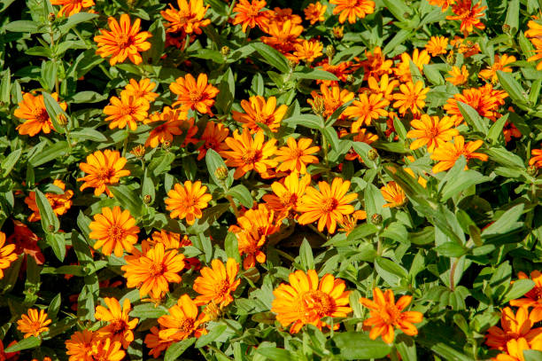 istock Elegant Zinnia flower with full blooming 1137277352