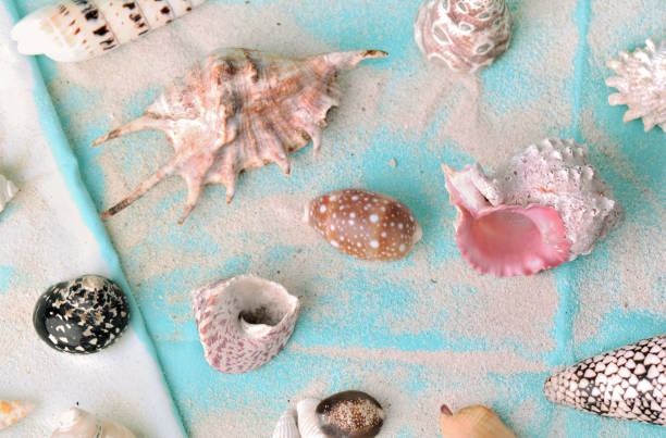 istock seashells collection on a beach towel with sand 1137277711
