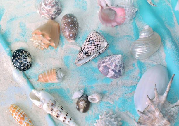 istock seashells collection in the sand on a blue beach towel 1137278216