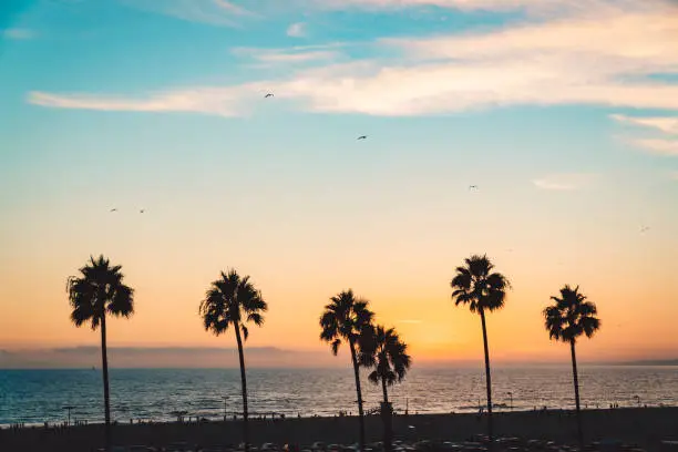 Sunset on Santa Monica beach in Los Angeles. Palm trees and ocean.