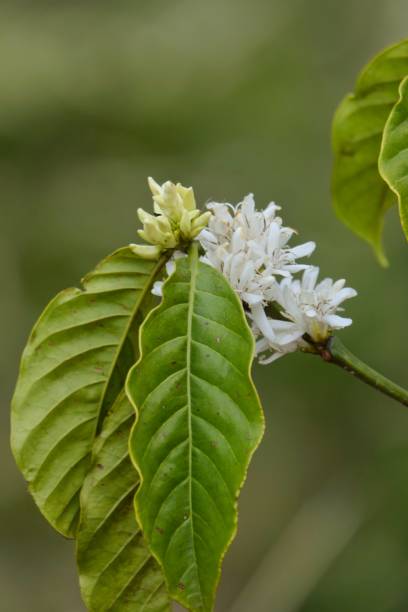 coffee flowers, branches on tree with leaves stock photo