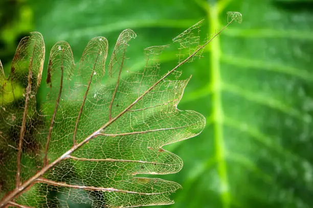 Patterns of leaf fibers decayed decomposed,Green nature background.