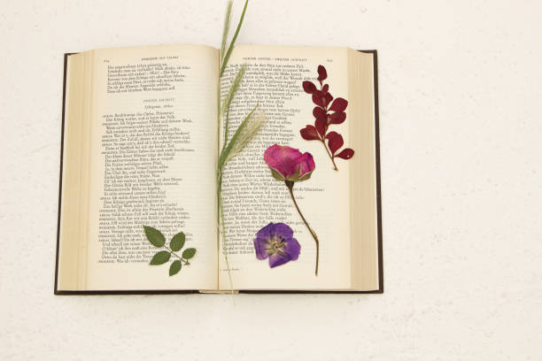 pressed flowers in an old book (Goethe, public domain) pressed flowers in an old book (Goethe, public domain) public domain images stock pictures, royalty-free photos & images