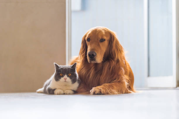 los perros golden retriever y los gatos británicos de pelo corto se llevan amistosamente - amicably fotografías e imágenes de stock