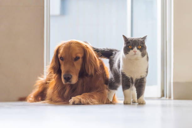 istock Golden Retriever dogs and British short-haired cats get along amicably 1137281984