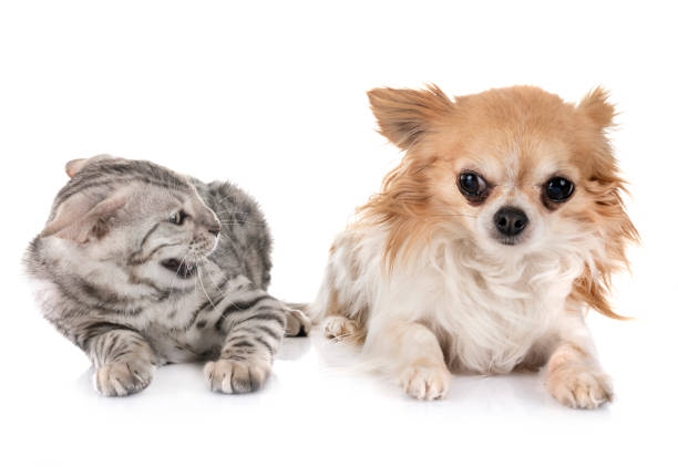 istock bengal cat  and chihuahua 1137282381