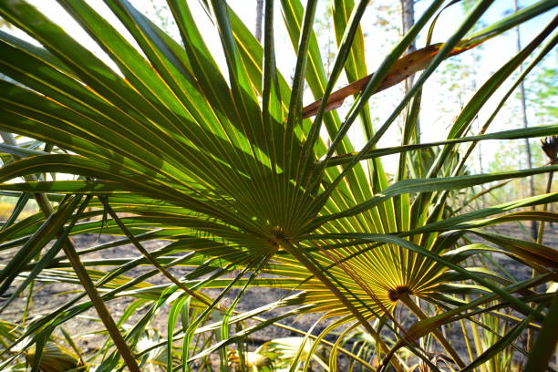 frondes palmetto de scie rétroéclairées dans la zone de brûlage prescrite - enviornment controlled fire palmetto saw palmetto photos et images de collection