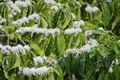coffee flowers, branches on tree with leaves