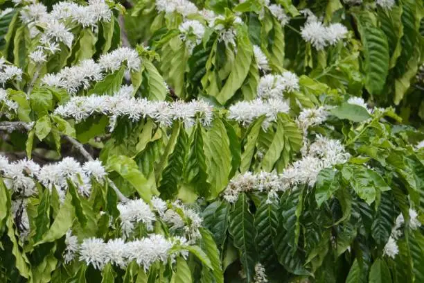 green coffee and white flower blossom, branches on tree with leaves