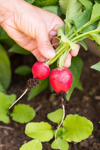 istock homegrown vegetables: hand holds two radishes in front of dark loam 1137284520