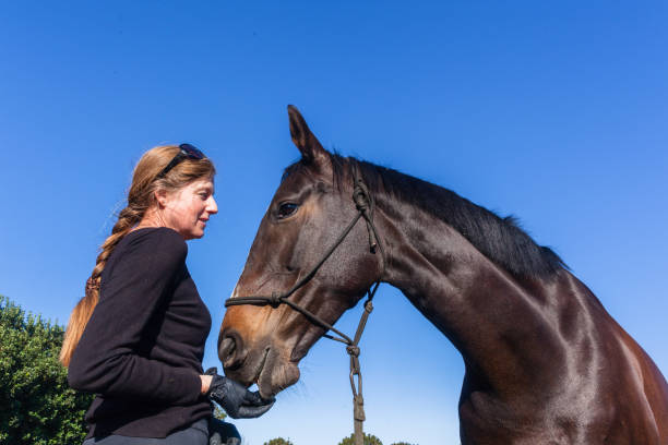 istock Woman Horse Training Feeding Outdoors Equestrian Arena 1137284613