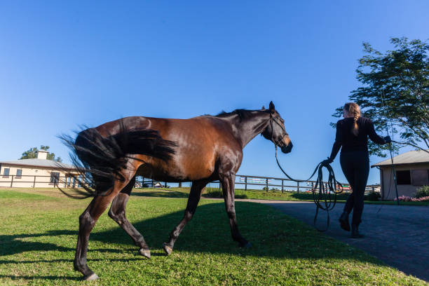 istock Woman Horse Training Feeding Outdoors Equestrian Arena 1137284864