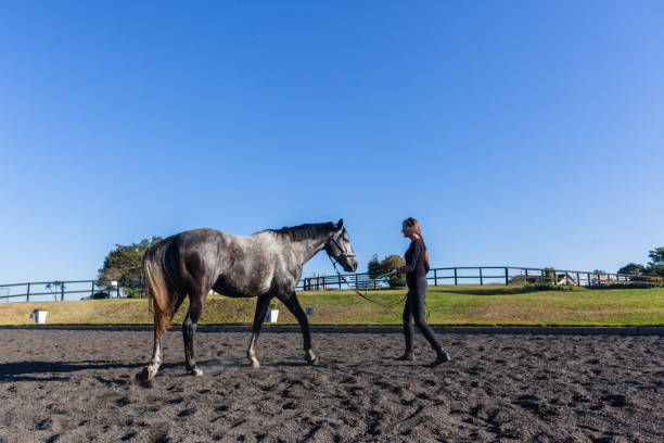 istock Woman Gray Horse Training Feeding Affection Outdoors Equestrian Arena 1137284983