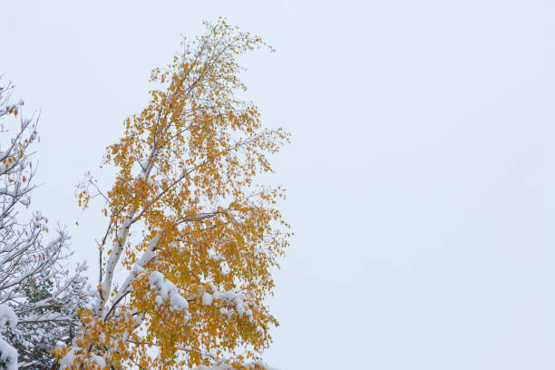istock First snow and autumn leaves on tree 1137288332