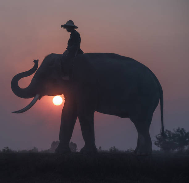 istock Silhouette sunset and mahout with elephants 1137288443