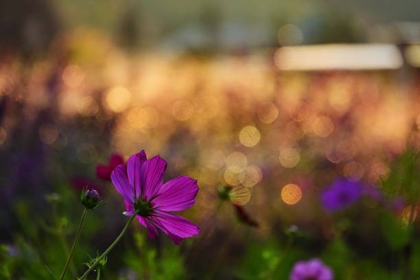 istock purple cosmos flowers blossom 1137288939