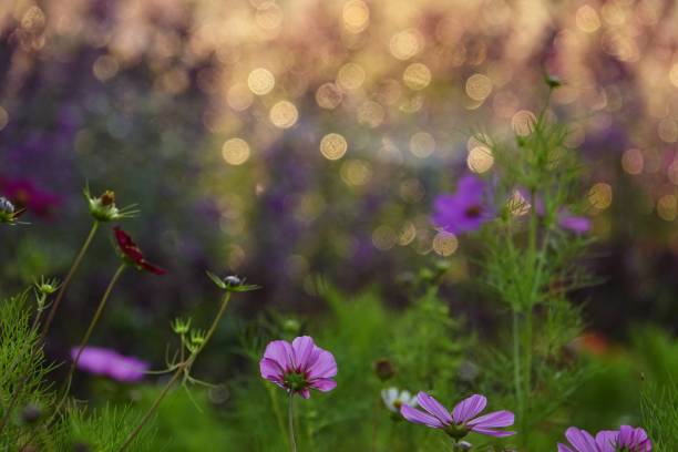 istock purple cosmos flowers blossom 1137288947