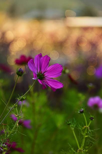 istock purple cosmos flowers blossom 1137289075