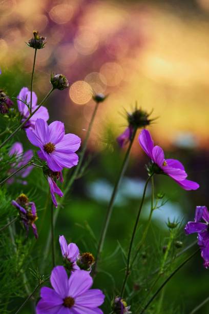 istock purple cosmos flowers blossom 1137289197