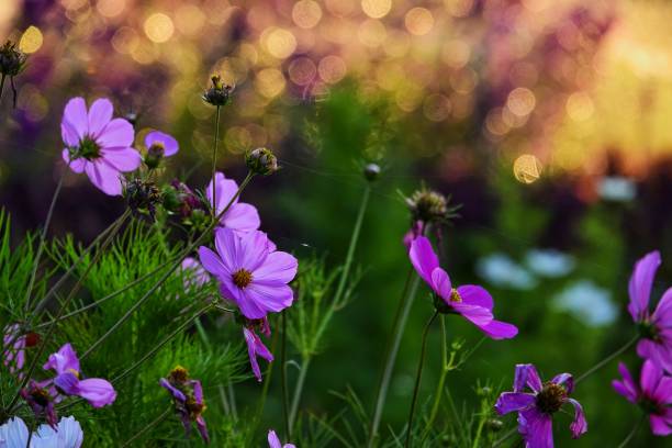 istock purple cosmos flowers blossom 1137289313