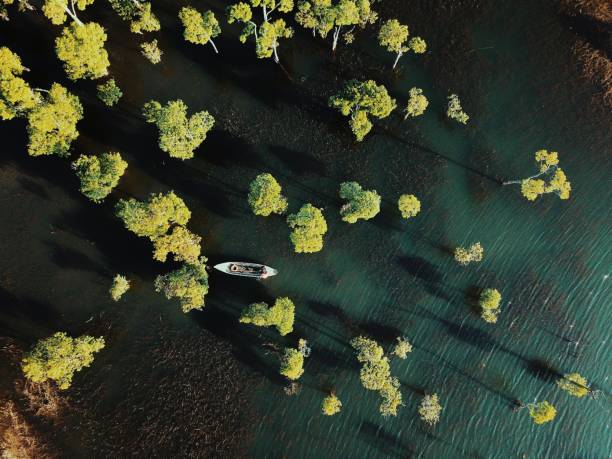 istock beautiful tropical swamp 1137289317