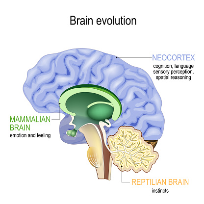 Brain evolution. Triune brain: Reptilian complex (basal ganglia for instinctual behaviours), mammalian brain (septum, amygdalae, hypothalamus, hippocamp for feeling) and Neocortex (cognition, language, sensory perception, and spatial reasoning).  Cross section of the human brain. Vector illustration for medical, biological, educational and science use