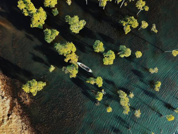 istock beautiful tropical swamp 1137289367