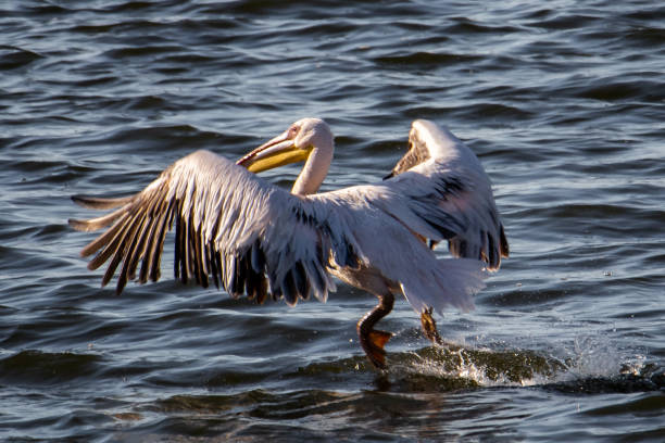 istock Pelican landing on lake 1137289971