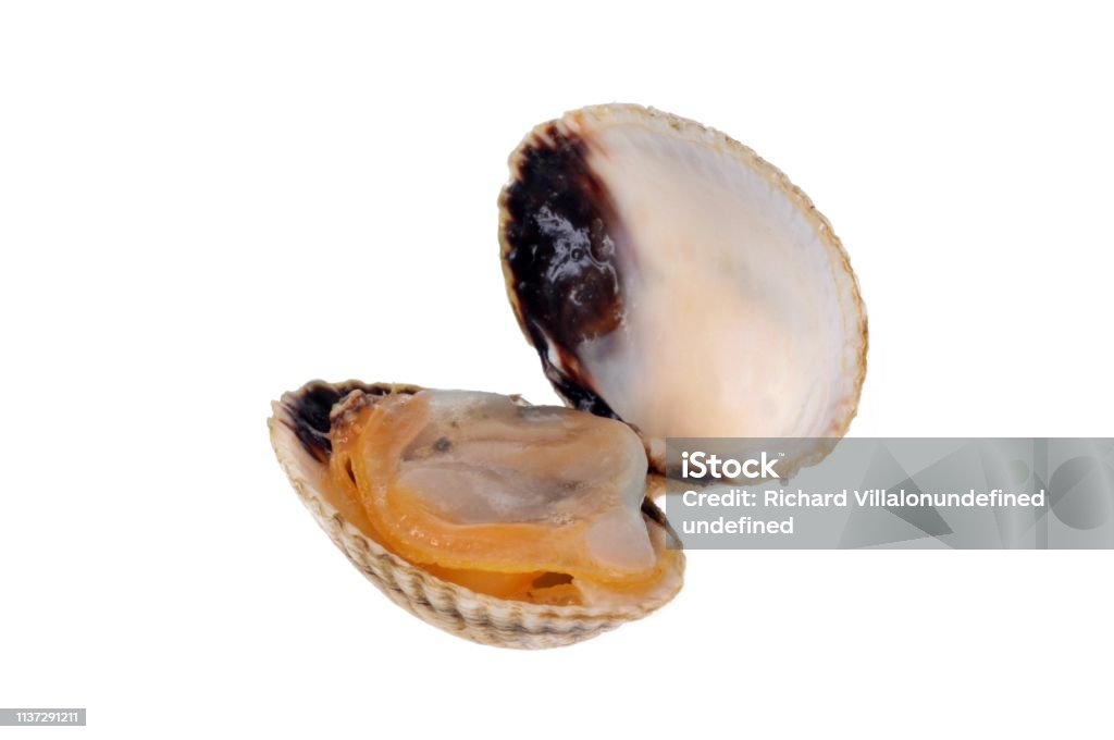 Shells Cut Open Open Shell On A White Background Stock Photo - Download Image Now ...