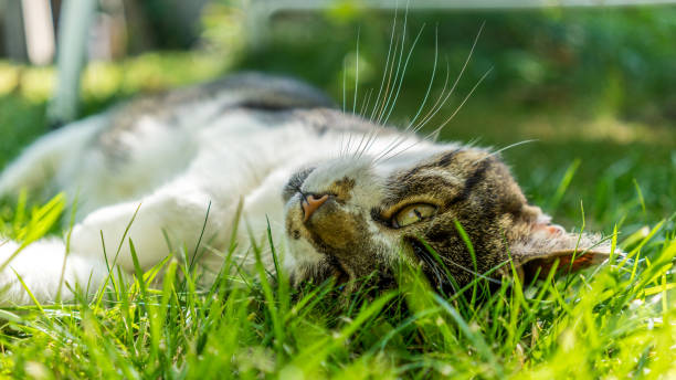 istock Cat relaxing in the garden 1137291695