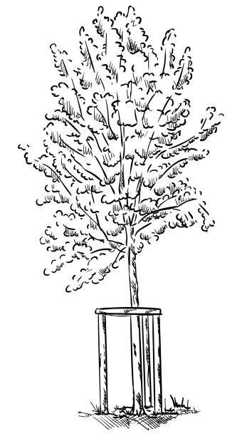 вектор - маленькое молодое дерево - grass nature dry tall stock illustrations