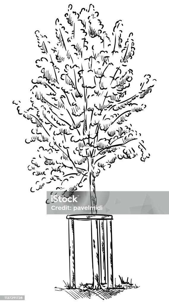 Small Tree Visual Vector Small Young Tree Stock Illustration - Download Image Now - Art ...