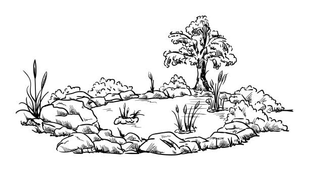 ilustraciones, imágenes clip art, dibujos animados e iconos de stock de pequeño estanque de jardín - grass nature dry tall