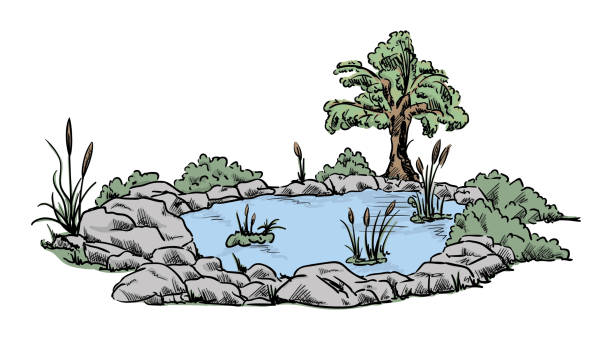 illustrations, cliparts, dessins animés et icônes de petit étang de jardin - grass nature dry tall