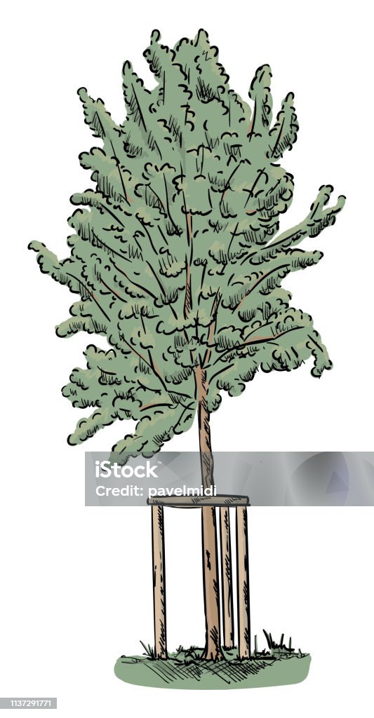 Small Tree Visual Vector Small Young Tree Stock Illustration - Download Image Now - Art ...