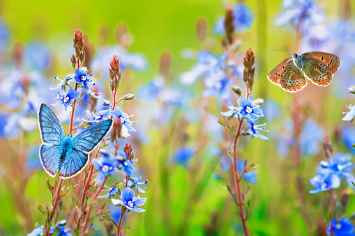 beautiful little golubyanka Icarus butterflies sit and flutter in a bright meadow on delicate blue flowers on a Sunny summer day