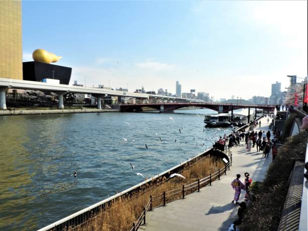 Sumida river, Sumida ward, Tokyo - April 26, 2017: people enjoy festive activities during the Sakura  blossom time