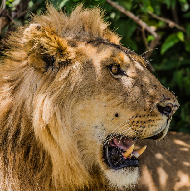 istock Lion at Masai Mara 1137294646